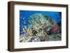 Colourful Reef Fish and Leopard Coral Grouper, Queensland, Australia-Louise Murray-Framed Photographic Print