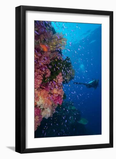Colourful Reef Fish (Orange and Purple Anthias Sp.) Plus with Hard and Soft Corals on Reef Wall-Louise Murray-Framed Photographic Print