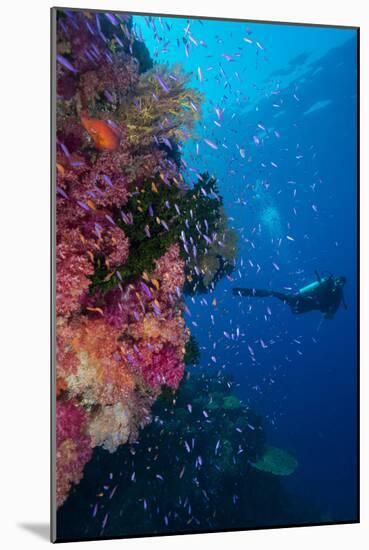 Colourful Reef Fish (Orange and Purple Anthias Sp.) Plus with Hard and Soft Corals on Reef Wall-Louise Murray-Mounted Photographic Print