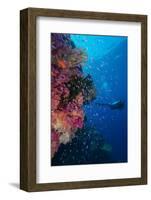 Colourful Reef Fish (Orange and Purple Anthias Sp.) Plus with Hard and Soft Corals on Reef Wall-Louise Murray-Framed Photographic Print