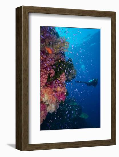 Colourful Reef Fish (Orange and Purple Anthias Sp.) Plus with Hard and Soft Corals on Reef Wall-Louise Murray-Framed Photographic Print