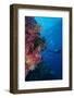 Colourful Reef Fish (Orange and Purple Anthias Sp.) Plus with Hard and Soft Corals on Reef Wall-Louise Murray-Framed Photographic Print