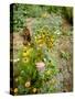 Colourful Summer Flowers in Garden-Ottmar Diez-Stretched Canvas