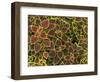 Colourful Variegated Coleus or Painted Nettle, Royal Botanic Gardens, Peradeniya, Near Kandy, Sri L-Rob Francis-Framed Photographic Print