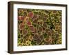 Colourful Variegated Coleus or Painted Nettle, Royal Botanic Gardens, Peradeniya, Near Kandy, Sri L-Rob Francis-Framed Photographic Print