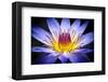 Colourful Waterlily-null-Framed Art Print