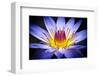 Colourful Waterlily-null-Framed Art Print
