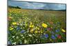 Colourful wildflowers growing in arable farmland, Scotland-null-Mounted Photographic Print