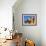 Colourfully Painted Victorian Bathing Huts in False Bay, Cape Town, South Africa, Africa-Yadid Levy-Framed Photographic Print displayed on a wall