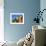 Colourfully Painted Victorian Bathing Huts in False Bay, Cape Town, South Africa, Africa-Yadid Levy-Framed Photographic Print displayed on a wall