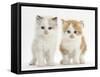 Colourpoint and Ginger-And-White Kittens-Mark Taylor-Framed Stretched Canvas