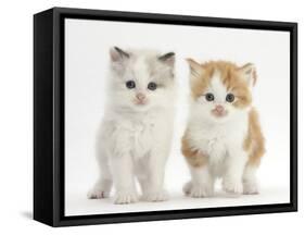 Colourpoint and Ginger-And-White Kittens-Mark Taylor-Framed Stretched Canvas