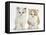 Colourpoint and Ginger-And-White Kittens-Mark Taylor-Framed Stretched Canvas