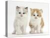 Colourpoint and Ginger-And-White Kittens-Mark Taylor-Stretched Canvas