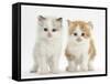 Colourpoint and Ginger-And-White Kittens-Mark Taylor-Framed Stretched Canvas