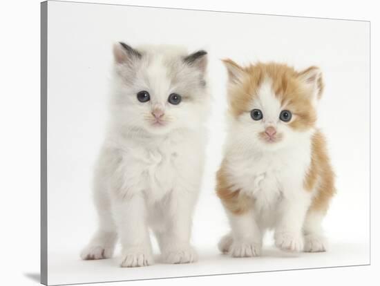 Colourpoint and Ginger-And-White Kittens-Mark Taylor-Stretched Canvas