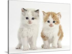 Colourpoint and Ginger-And-White Kittens-Mark Taylor-Stretched Canvas