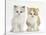 Colourpoint and Ginger-And-White Kittens-Mark Taylor-Stretched Canvas