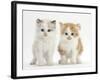 Colourpoint and Ginger-And-White Kittens-Mark Taylor-Framed Photographic Print