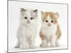 Colourpoint and Ginger-And-White Kittens-Mark Taylor-Mounted Photographic Print