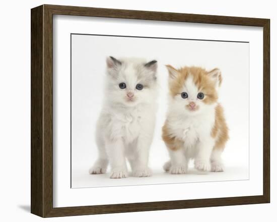 Colourpoint and Ginger-And-White Kittens-Mark Taylor-Framed Photographic Print