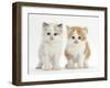 Colourpoint and Ginger-And-White Kittens-Mark Taylor-Framed Photographic Print