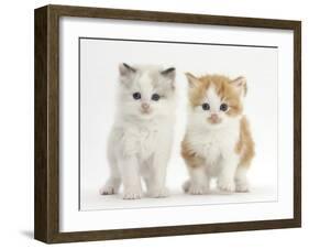 Colourpoint and Ginger-And-White Kittens-Mark Taylor-Framed Photographic Print