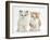 Colourpoint and Ginger-And-White Kittens-Mark Taylor-Framed Photographic Print