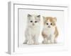 Colourpoint and Ginger-And-White Kittens-Mark Taylor-Framed Photographic Print