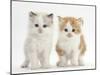 Colourpoint and Ginger-And-White Kittens-Mark Taylor-Mounted Photographic Print