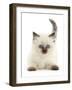Colourpoint kitten, aged 6 weeks-Mark Taylor-Framed Photographic Print