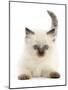 Colourpoint kitten, aged 6 weeks-Mark Taylor-Mounted Photographic Print