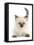 Colourpoint kitten, aged 6 weeks-Mark Taylor-Framed Stretched Canvas