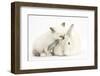 Colourpoint Kitten and White Rabbit-Mark Taylor-Framed Photographic Print