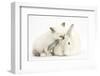 Colourpoint Kitten and White Rabbit-Mark Taylor-Framed Photographic Print