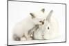 Colourpoint Kitten and White Rabbit-Mark Taylor-Mounted Photographic Print