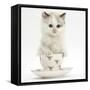 Colourpoint Kitten in a Tea Cup-Mark Taylor-Framed Stretched Canvas