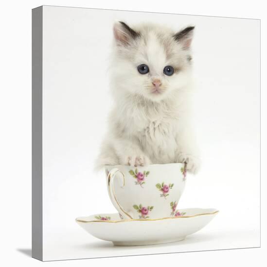 Colourpoint Kitten in a Tea Cup-Mark Taylor-Stretched Canvas