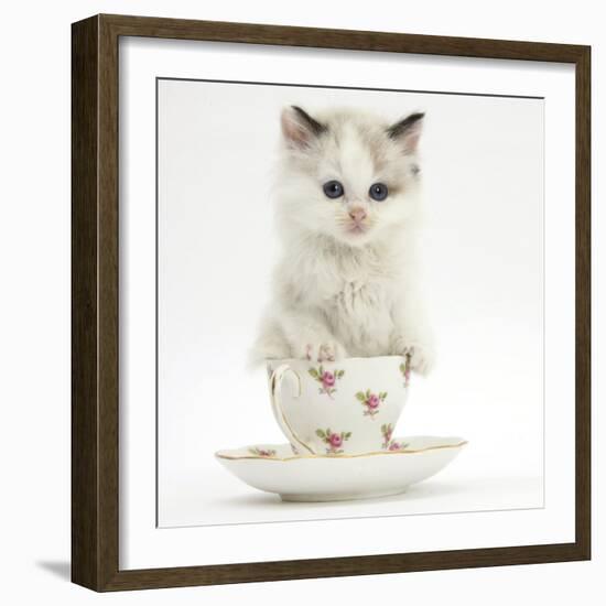 Colourpoint Kitten in a Tea Cup-Mark Taylor-Framed Photographic Print