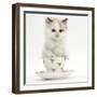 Colourpoint Kitten in a Tea Cup-Mark Taylor-Framed Photographic Print