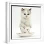 Colourpoint Kitten in a Tea Cup-Mark Taylor-Framed Photographic Print