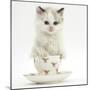 Colourpoint Kitten in a Tea Cup-Mark Taylor-Mounted Photographic Print