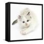 Colourpoint Kitten Stretching-Mark Taylor-Framed Stretched Canvas