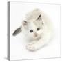 Colourpoint Kitten Stretching-Mark Taylor-Stretched Canvas