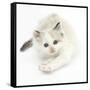 Colourpoint Kitten Stretching-Mark Taylor-Framed Stretched Canvas