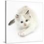 Colourpoint Kitten Stretching-Mark Taylor-Stretched Canvas