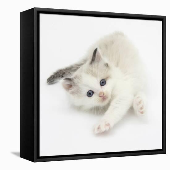 Colourpoint Kitten Stretching-Mark Taylor-Framed Stretched Canvas