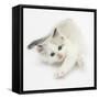 Colourpoint Kitten Stretching-Mark Taylor-Framed Stretched Canvas