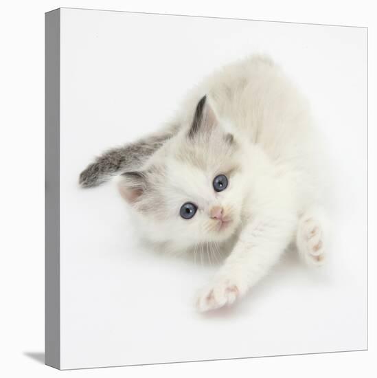 Colourpoint Kitten Stretching-Mark Taylor-Stretched Canvas