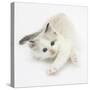 Colourpoint Kitten Stretching-Mark Taylor-Stretched Canvas